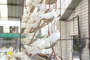 养殖肉鸽常见的养鸽用具有哪些？