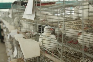 养殖肉鸽饲养员都要做什么工作？
