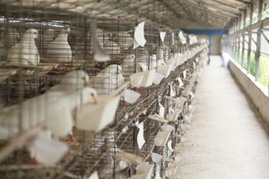 投资肉鸽养殖存在风险吗？
