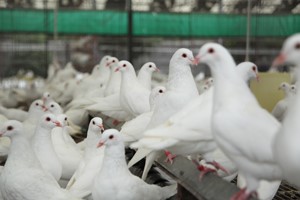 我国肉鸽养殖行业的发展现状