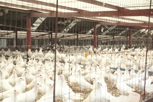 肉鸽养殖一定要了解的常见疫病——鸽新城疫疫病