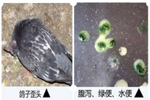 肉鸽养殖一定要了解的常见疫病——鸽新城疫疫病