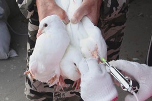 肉鸽养殖常见免疫接种的方法有哪些？