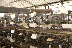 农村庭院养殖肉鸽的利弊有哪些？