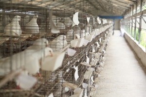 肉鸽养殖种鸽孵化期的管理方法有哪些？