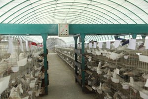 肉鸽养殖常用的养鸽设备有哪些？