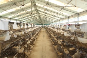 肉鸽养殖的发展前景如何？