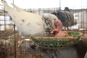 肉鸽养殖户育雏期要怎样管理种鸽？