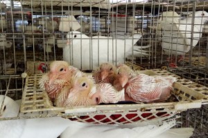 肉鸽养殖户育雏期要怎样管理种鸽？