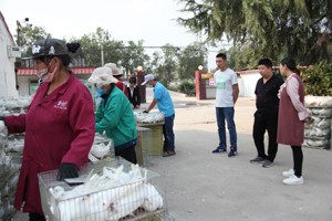 恭喜河北客户引购天成王鸽1040羽