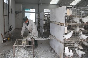 肉鸽养殖比较常见的消毒方法有哪些？
