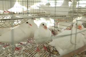 养蛋鸽和肉鸽哪个利润大？