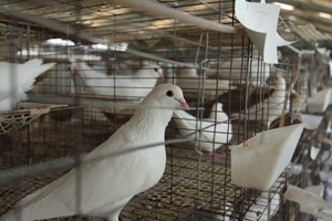 肉鸽养殖鸽子的繁殖周期