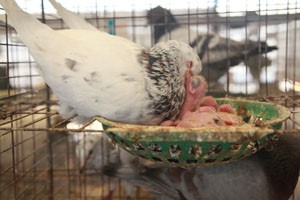肉鸽养殖鸽子的繁殖周期
