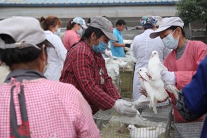 福建客户二次引种4800羽天成王鸽