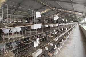 养鸽肉鸽常见笼具有哪些？养鸽户应该怎样去选择？