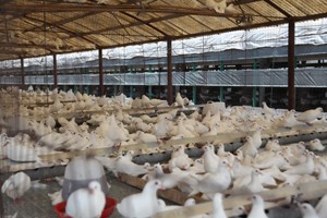 养殖肉鸽诊断鸽病的常见方法有哪些？