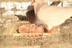 养殖肉鸽使用保姆鸽有啥目的？