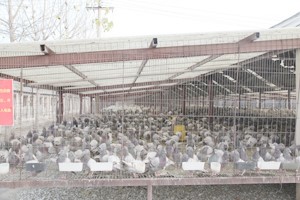 当前规模化肉鸽养殖疫病防控的难点有哪些？