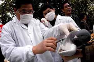 肉鸽疫病防控七大法宝之——疫苗接种