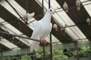 养殖肉鸽怎样分公母？