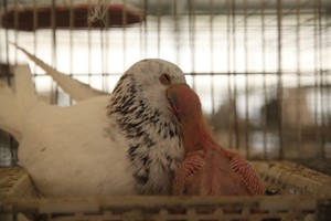 肉鸽孵化与管理技术要点