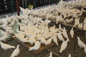 肉鸽常见传染病——沙门氏菌病
