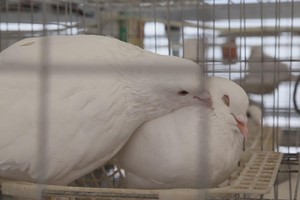肉鸽的繁殖行为有哪些？