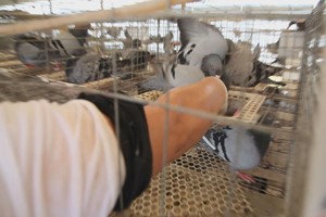 肉鸽的繁殖行为有哪些？