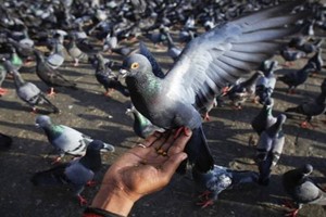 养殖肉鸽的过程中如何正确捕捉和抓握鸽子？