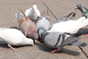肉鸽重要的营养物质——能量