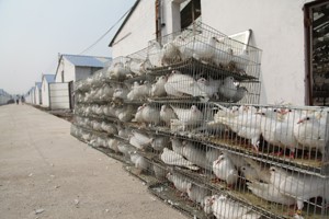 肉鸽养殖场普遍存在的发展问题有哪些？