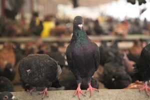 养殖肉鸽保健砂到底该怎么用？