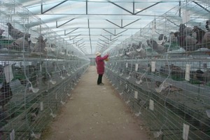 发展肉鸽养殖产业的优势有哪些？