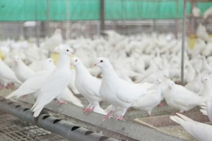 留种鸽的饲养管理重点