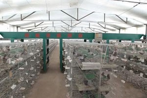 养殖肉鸽必备养殖设备有哪些？