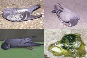 肉鸽疾病通常分为哪几种？