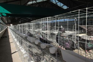 肉鸽养殖场建设项目如何进行投资预算？