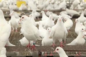 应激对肉鸽生产的危害有哪些