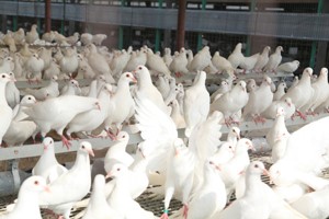 2020年肉鸽养殖前景如何？