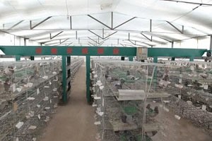 养殖肉鸽的前期准备工作有哪些？