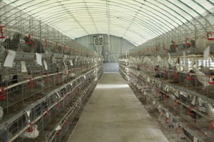 影响肉鸽养殖效益因素究竟有哪些？
