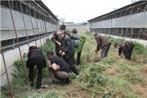 河南天成鸽业组织贫困户实地培训