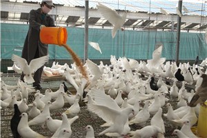 不可错过的鸽子养殖要点有什么？