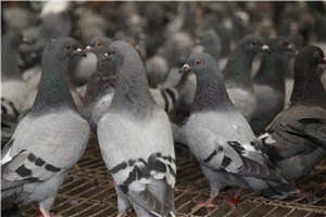 养鸽日记饲养管理之——新购种鸽的饲养管理3