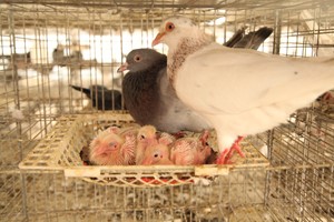 养鸽日记饲养管理之——生产鸽的管理3