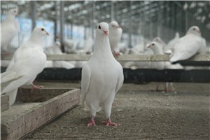 养鸽日记之——鸽年龄鉴别