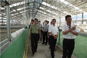 河南省全国绿色食品原料标准化生产基地创建现场会领导莅临天成鸽业科技产业园参观