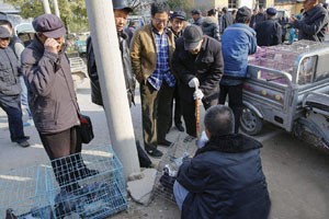 肉鸽种鸽怎样挑选？