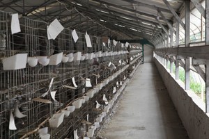 笼养鸽子的防疫措施有哪些？